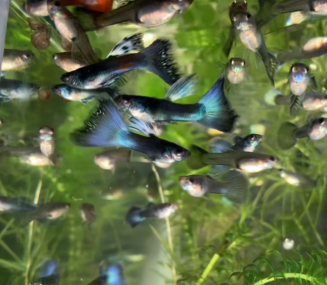 Guppies