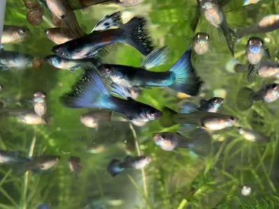 Guppies
