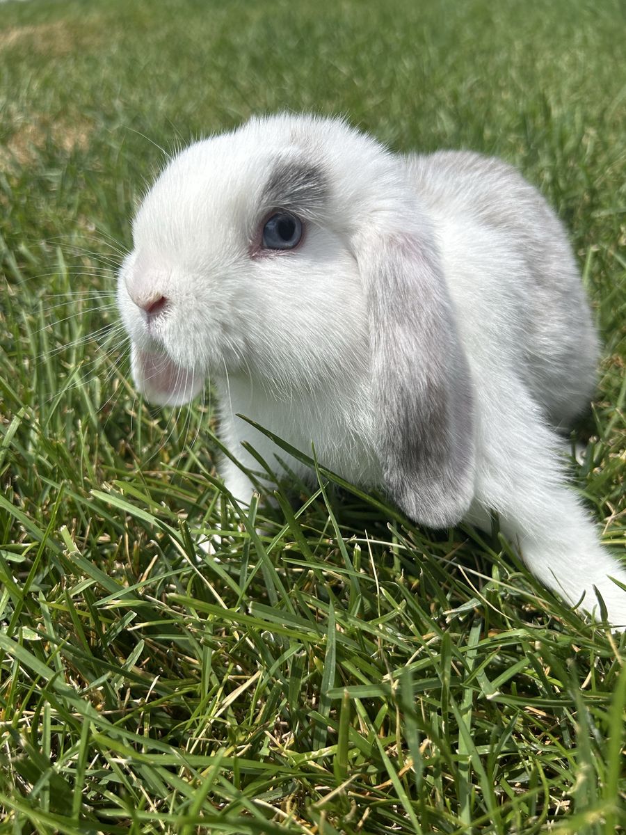 Holland Lop babies!!