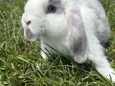 Holland Lop babies!!