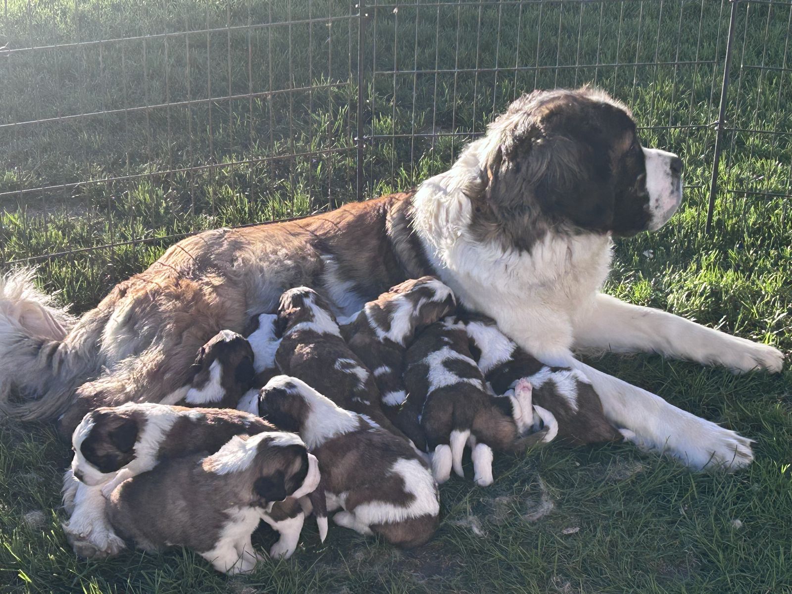 St Bernard Puppies