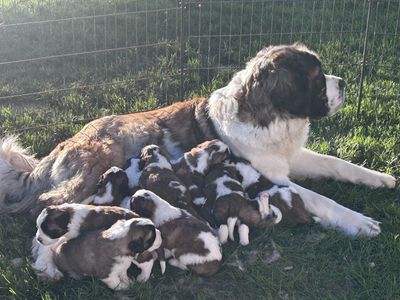 St Bernard Puppies