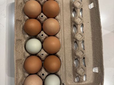 Eggs - cage free - deep yellow / orange yolks