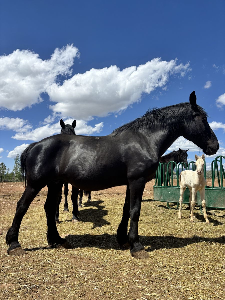 Registered Percheron Mare
