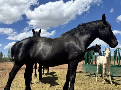 Registered Percheron Mare