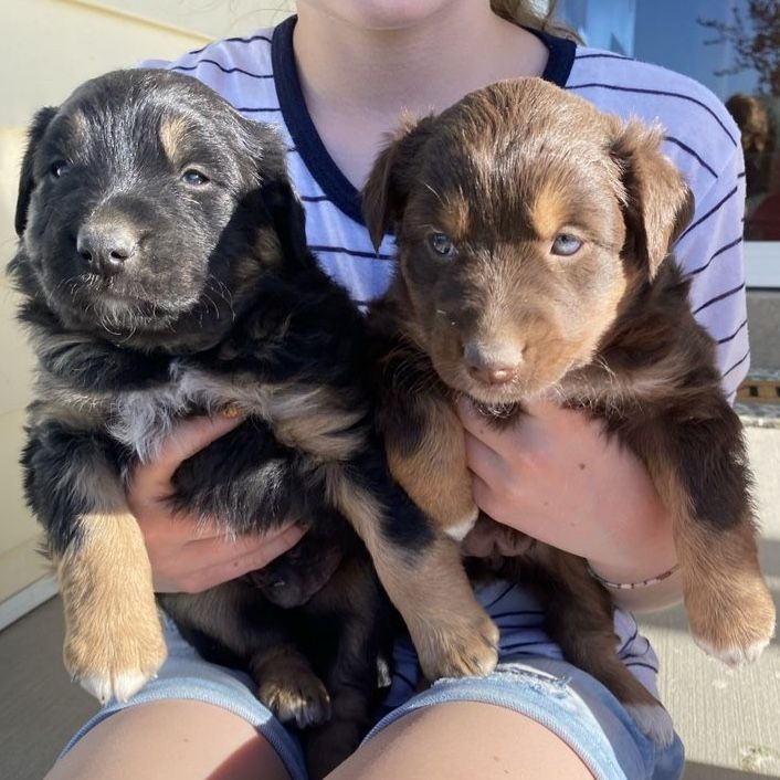 Purebred, registered Australian Shepherds