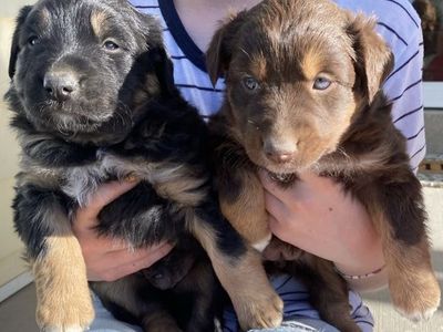 Purebred, registered Australian Shepherds