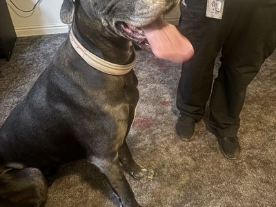 AKC Great Dane