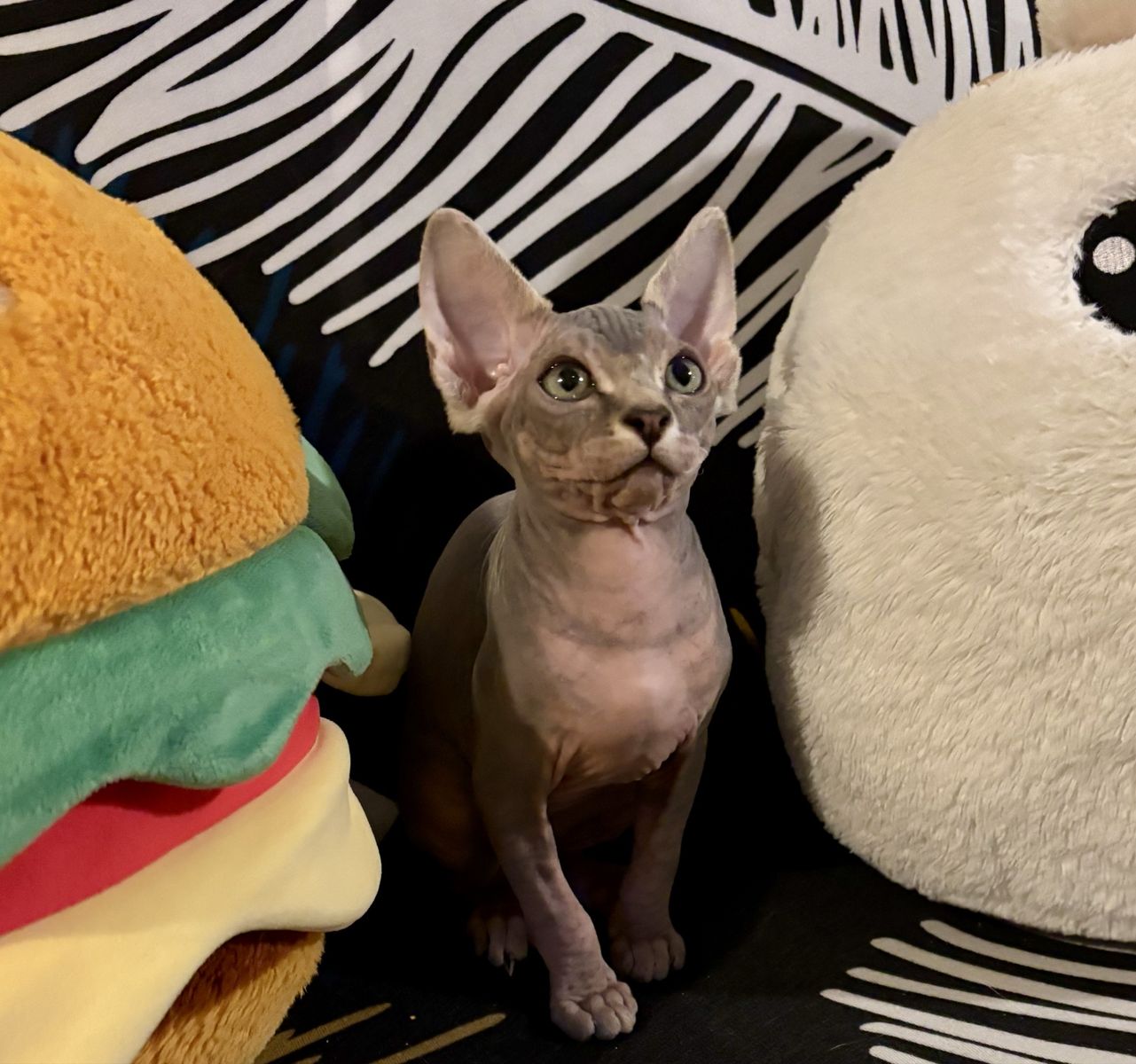 Sphinx kitten nine weeks old male