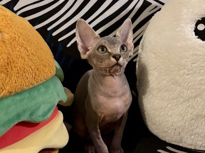 Sphinx kitten nine weeks old male