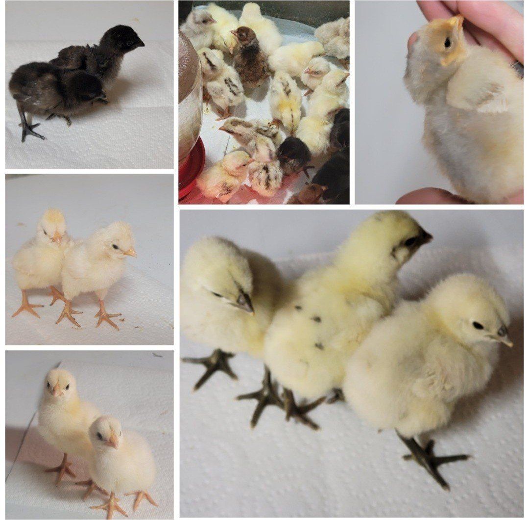 Chicks available