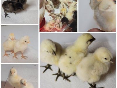 Chicks available