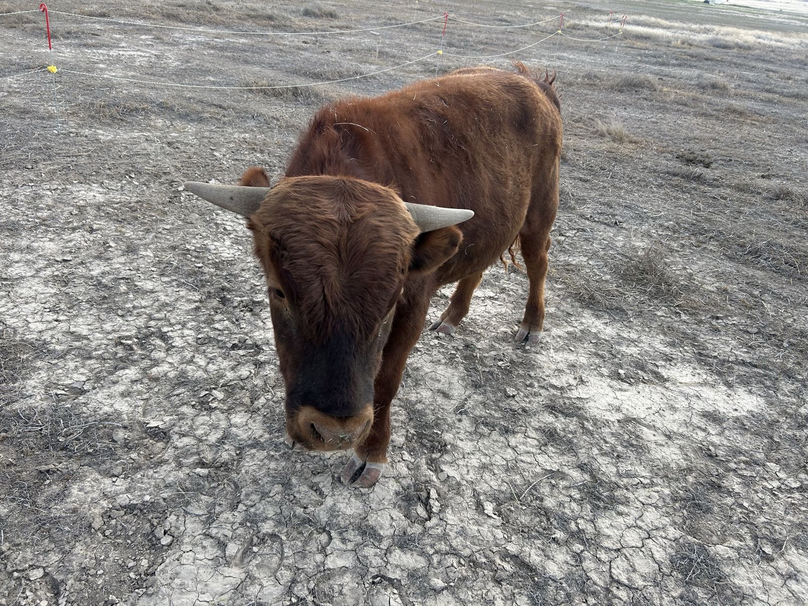 Red Dexter Bull Yearling