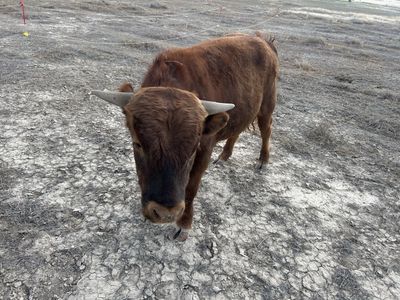 Red Dexter Bull Yearling