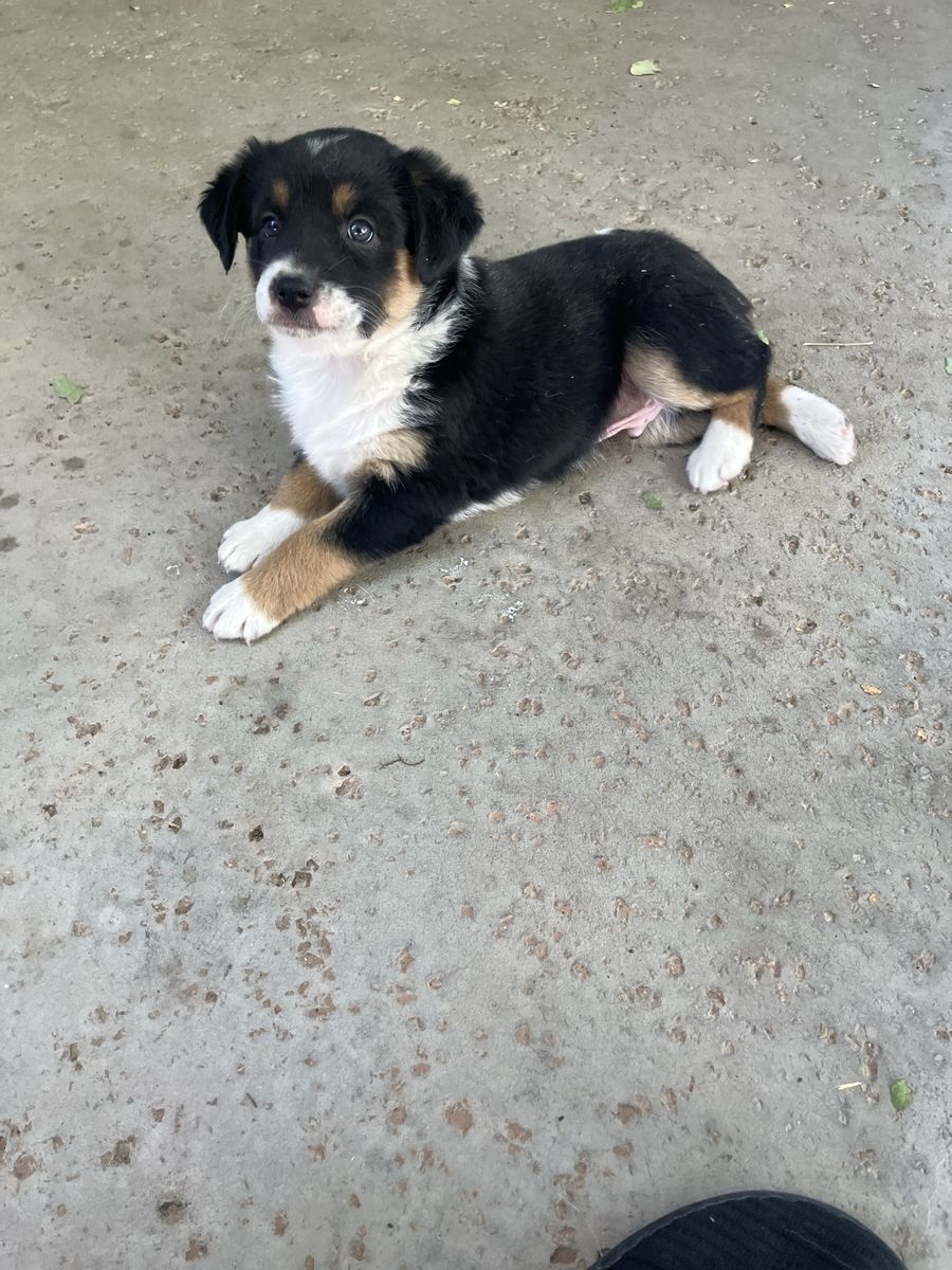 Mini Aussie pups