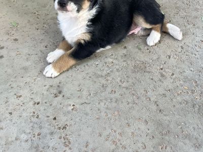 Mini Aussie pups