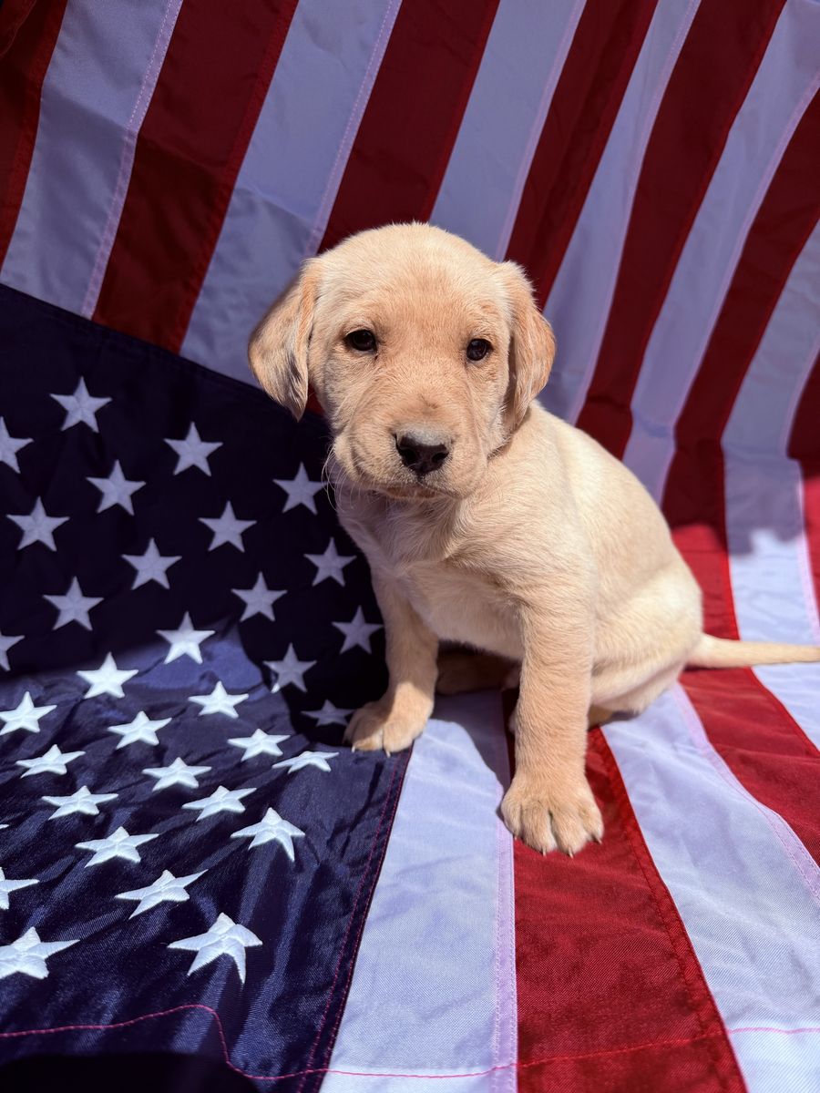 Goldendoodle Lab Puppies