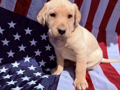 Goldendoodle Lab Puppies