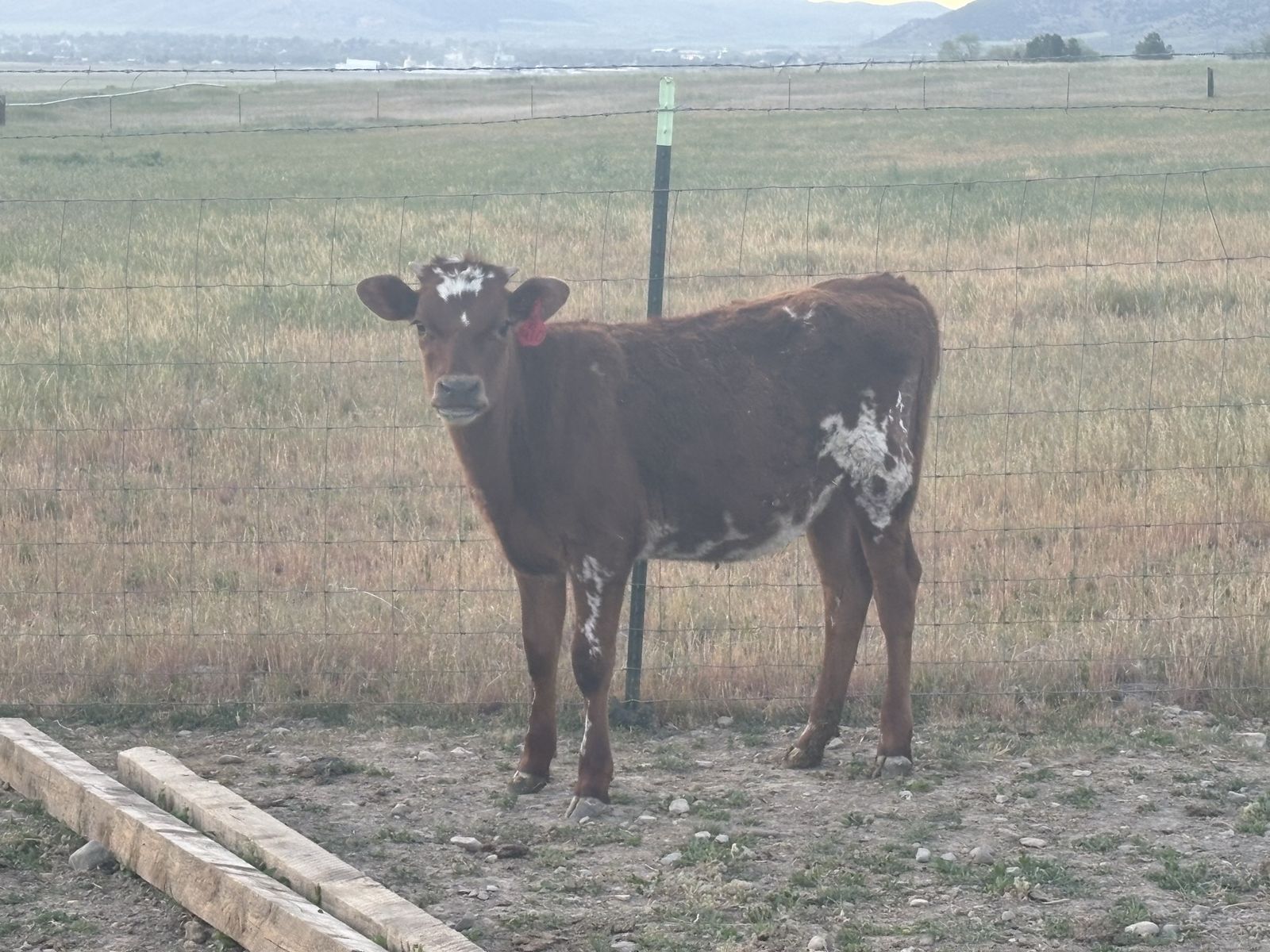 Corriente 2 heifer calves breakaway