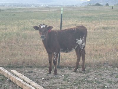 Corriente 2 heifer calves breakaway