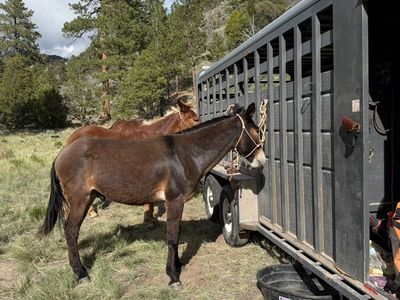 6 year old John Mule