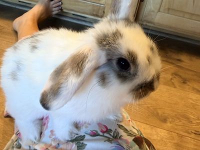 Adorable Holland Lop × Netherland Dwarf Bunnies