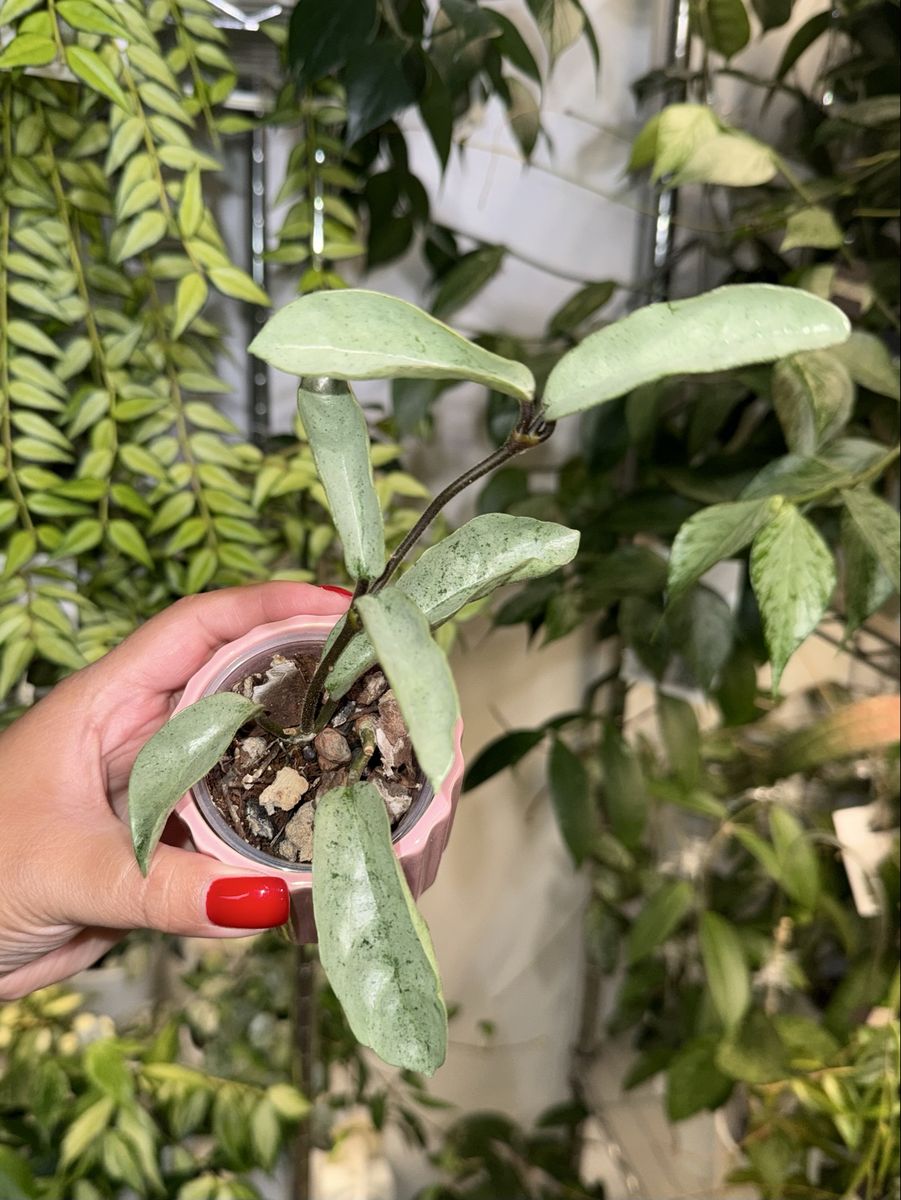 Hoya carnosa ‘Grey Ghost’ - Plant
