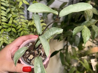 Hoya carnosa ‘Grey Ghost’ - Plant