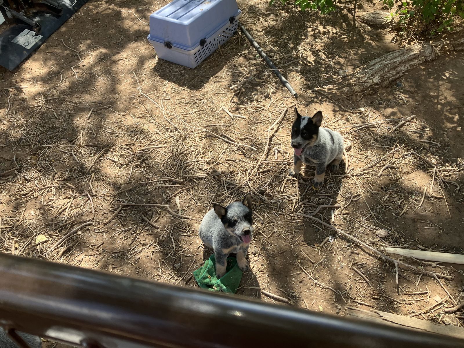 Blue Heeler