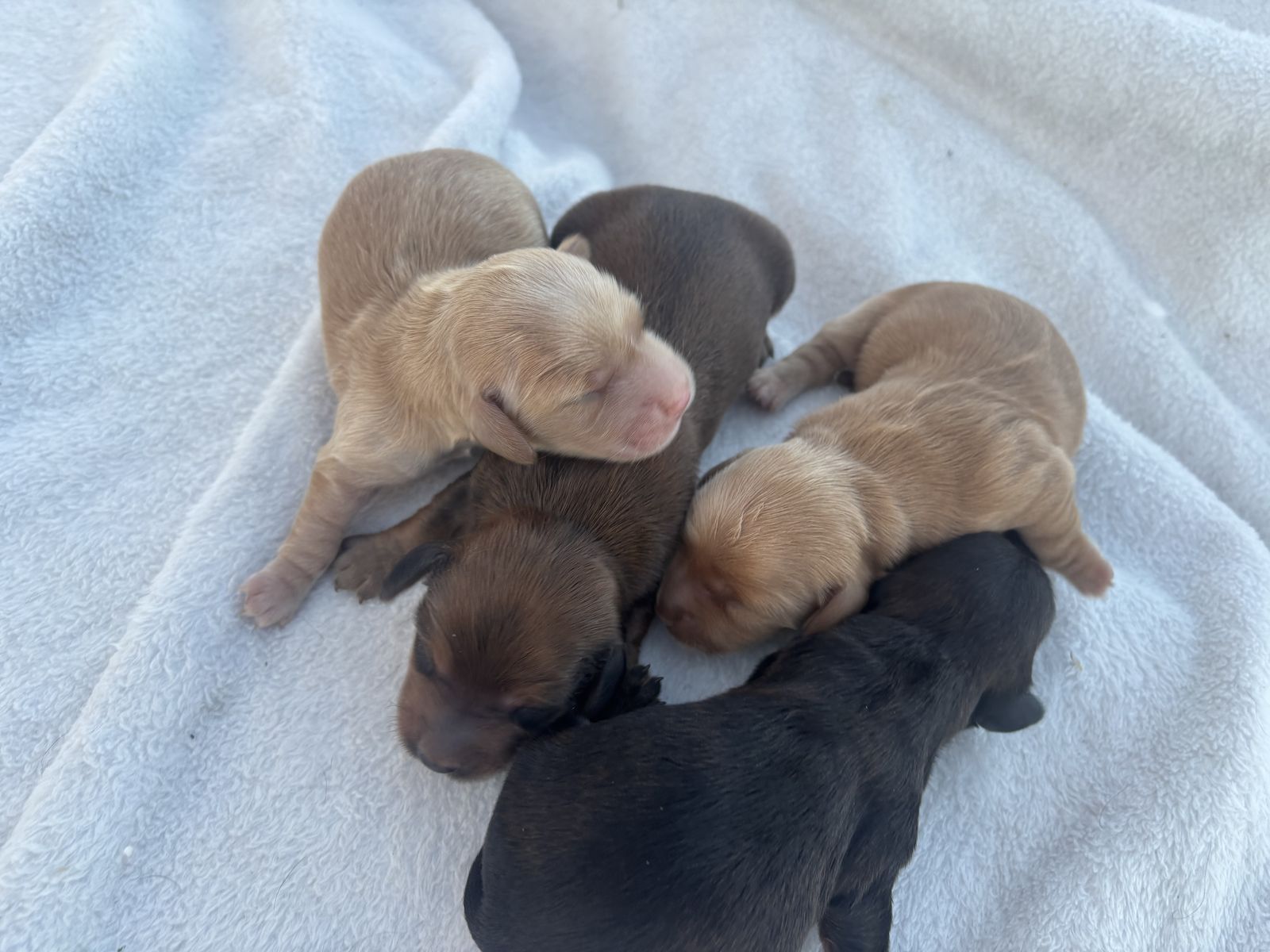 Mother's Day Longhaired Dachshunds!
