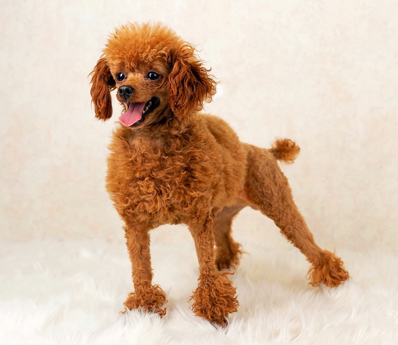 AKC Registered Micro Toy Poodle Stud 10/10 Red