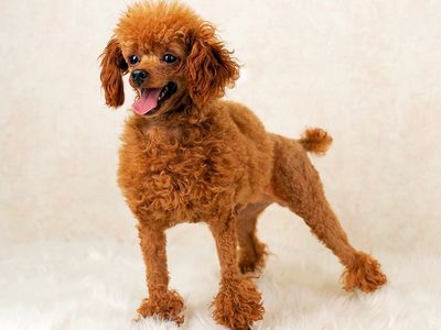 AKC Registered Micro Toy Poodle Stud 10/10 Red