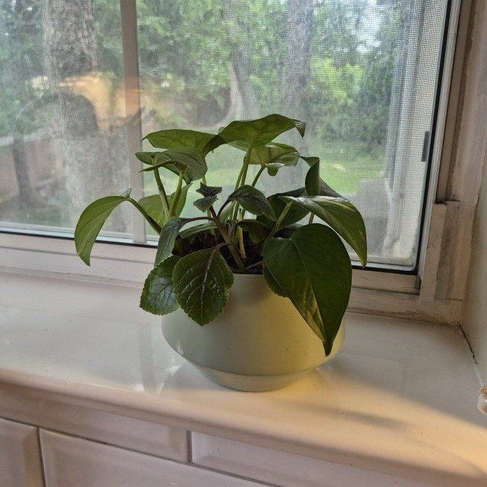 Potted Houseplant in Light Green Ceramic Planter