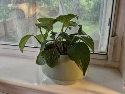 Potted Houseplant in Light Green Ceramic Planter