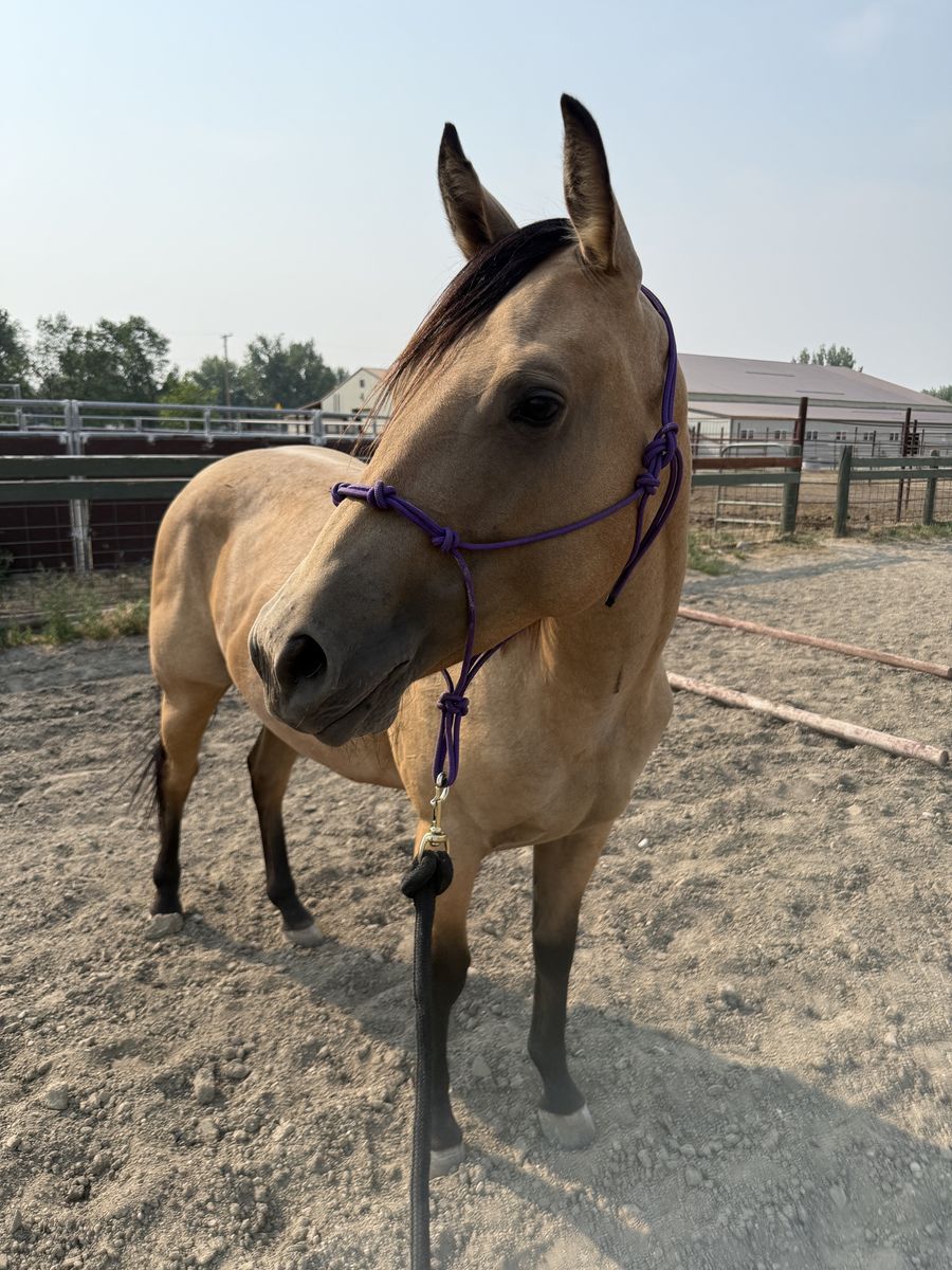 Buckskin 2yr old AQHA filly 
