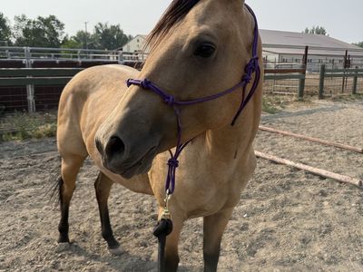 Buckskin 2yr old AQHA filly
