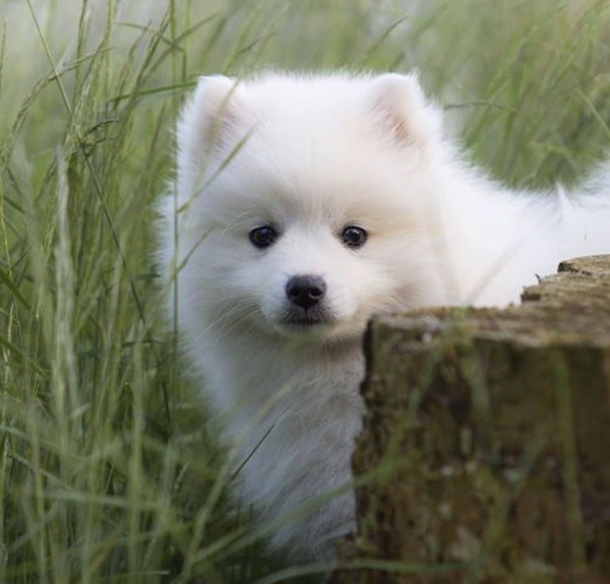 Miniature American Eskimo puppies