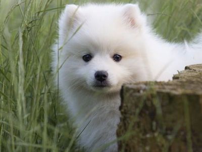 Miniature American Eskimo puppies