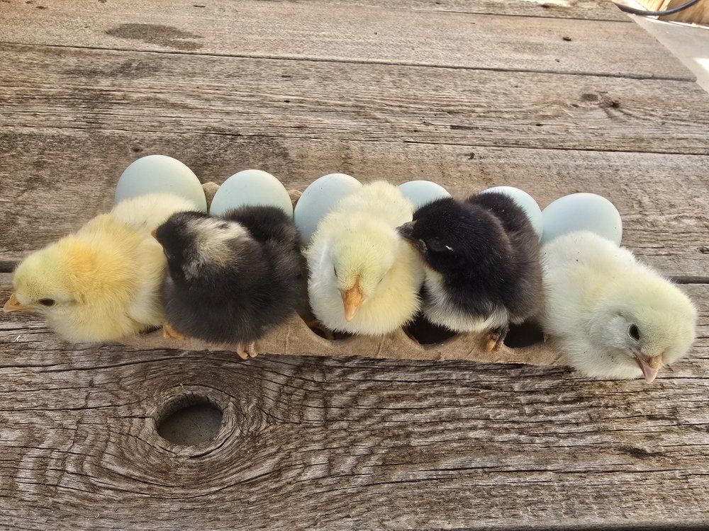 Blue Eggers - Cream Of Legbars