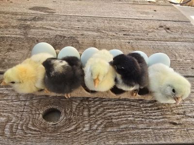 Blue Eggers - Cream Of Legbars