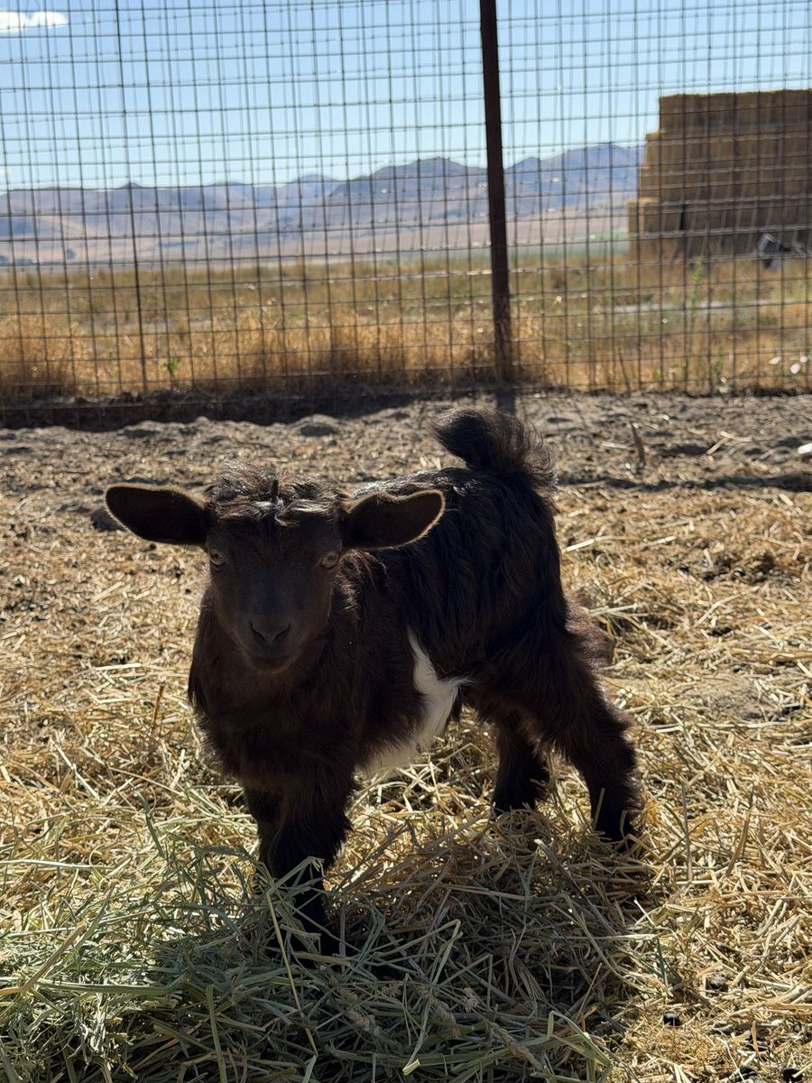 Miniature Silky Fainting Goat Babies - Doelings