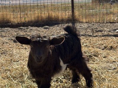 Miniature Silky Fainting Goat Babies - Doelings