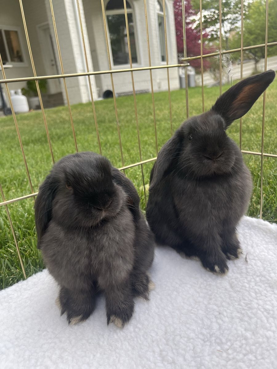 Black lop bunnies 