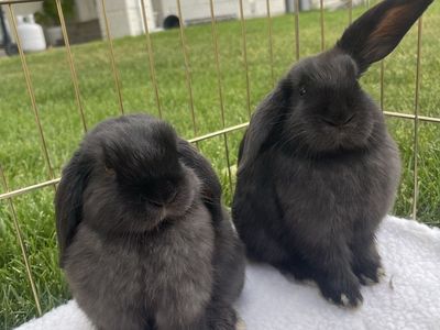 Black lop bunnies