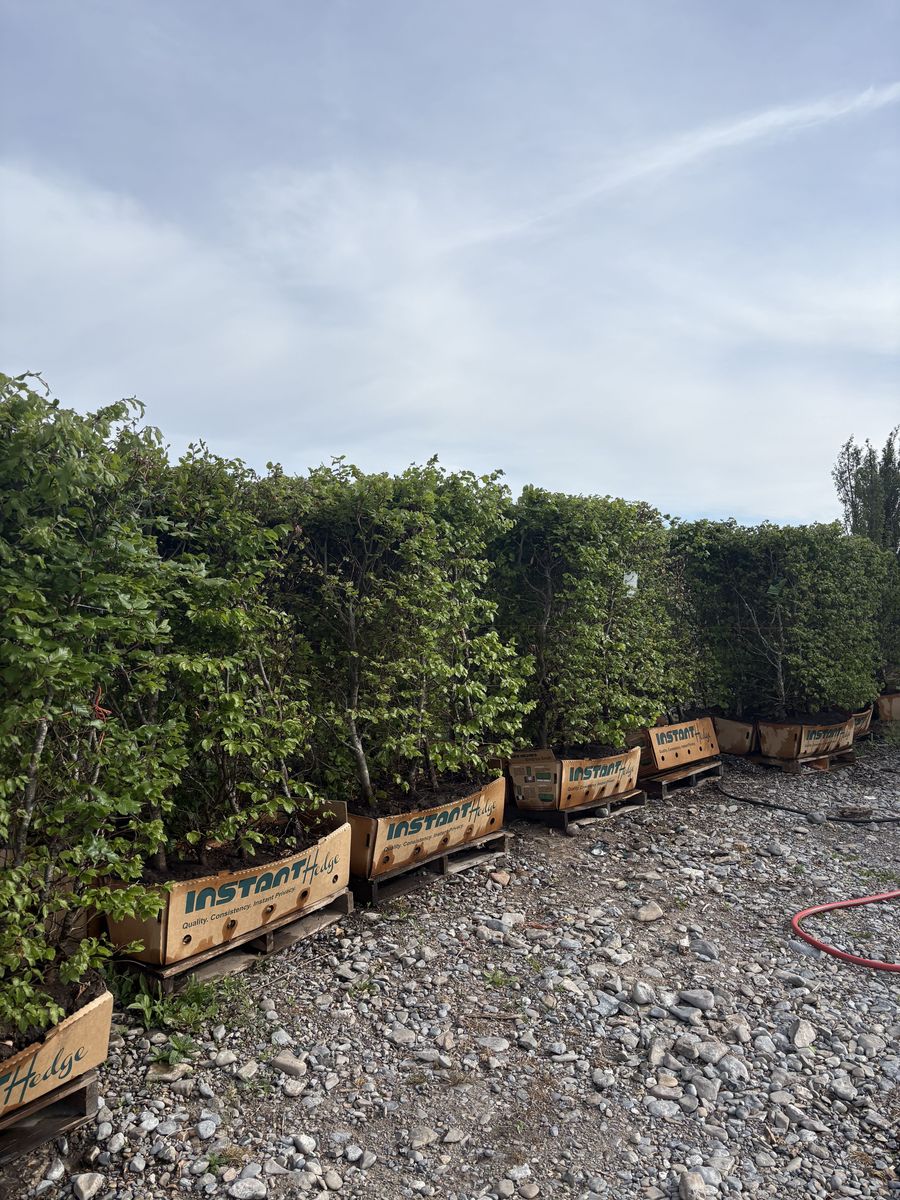 European Beech Instant Hedge