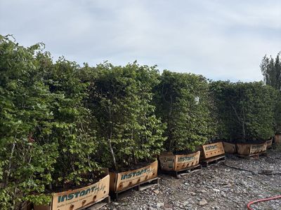 European Beech Instant Hedge