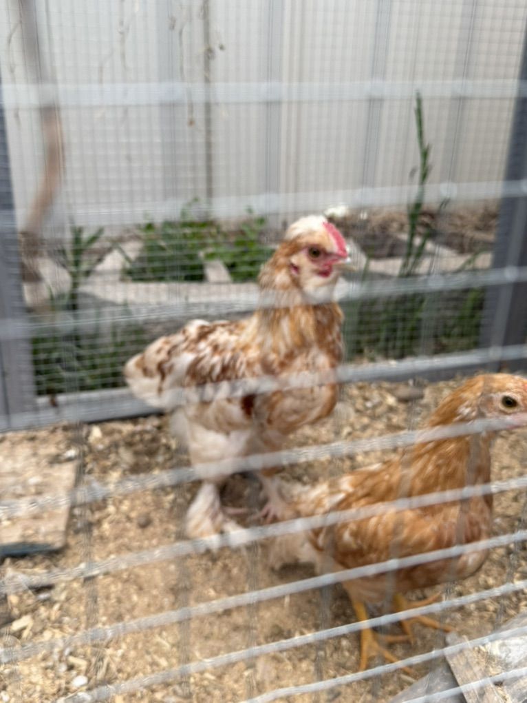Silkie - Maran Rooster 3 Months Old