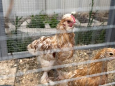 Silkie - Maran Rooster 3 Months Old