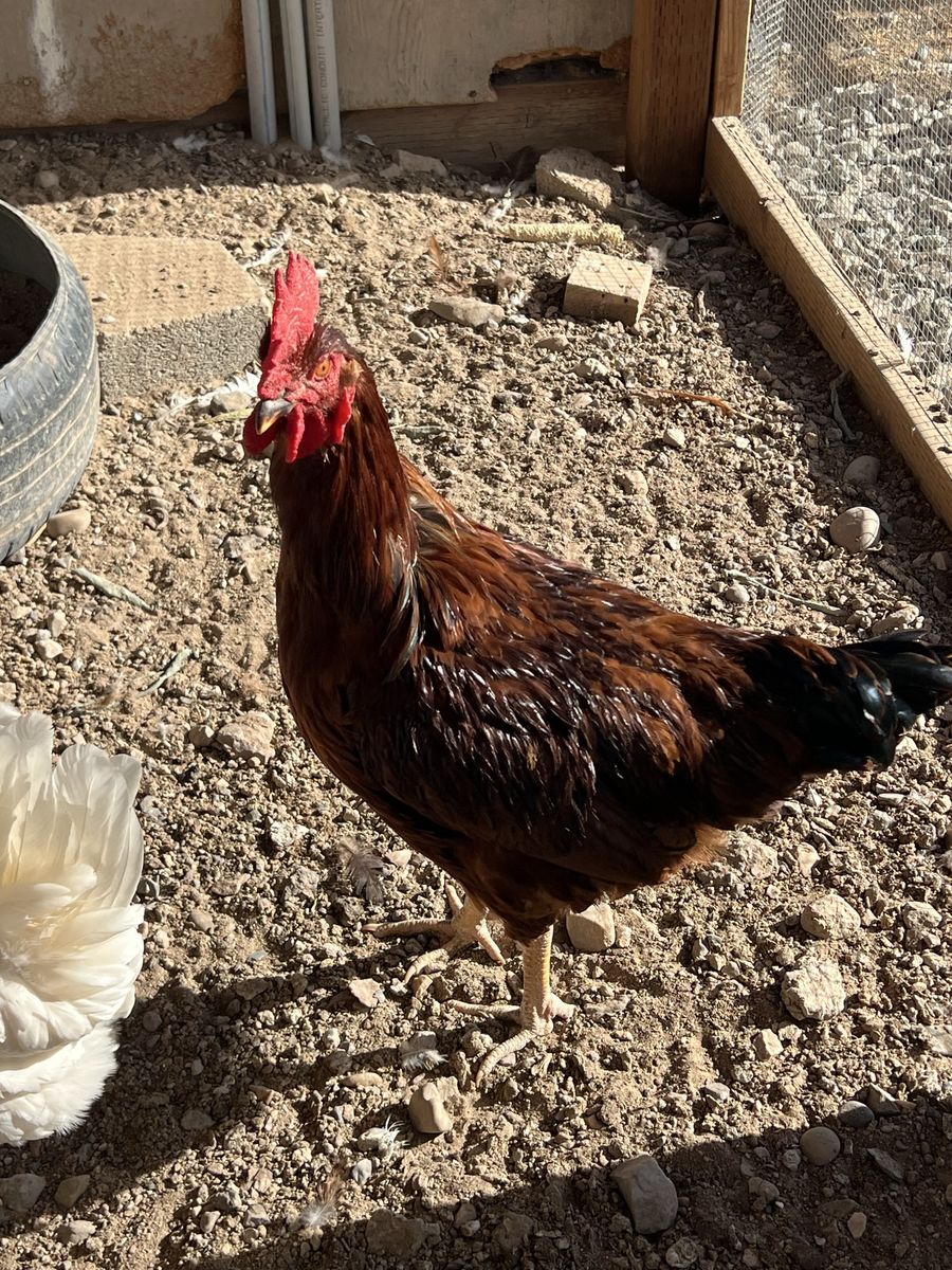 Free young rooster