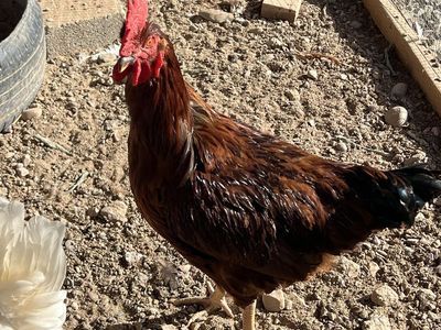 Free young rooster
